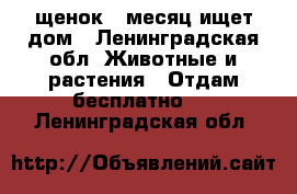 щенок 1 месяц ищет дом - Ленинградская обл. Животные и растения » Отдам бесплатно   . Ленинградская обл.